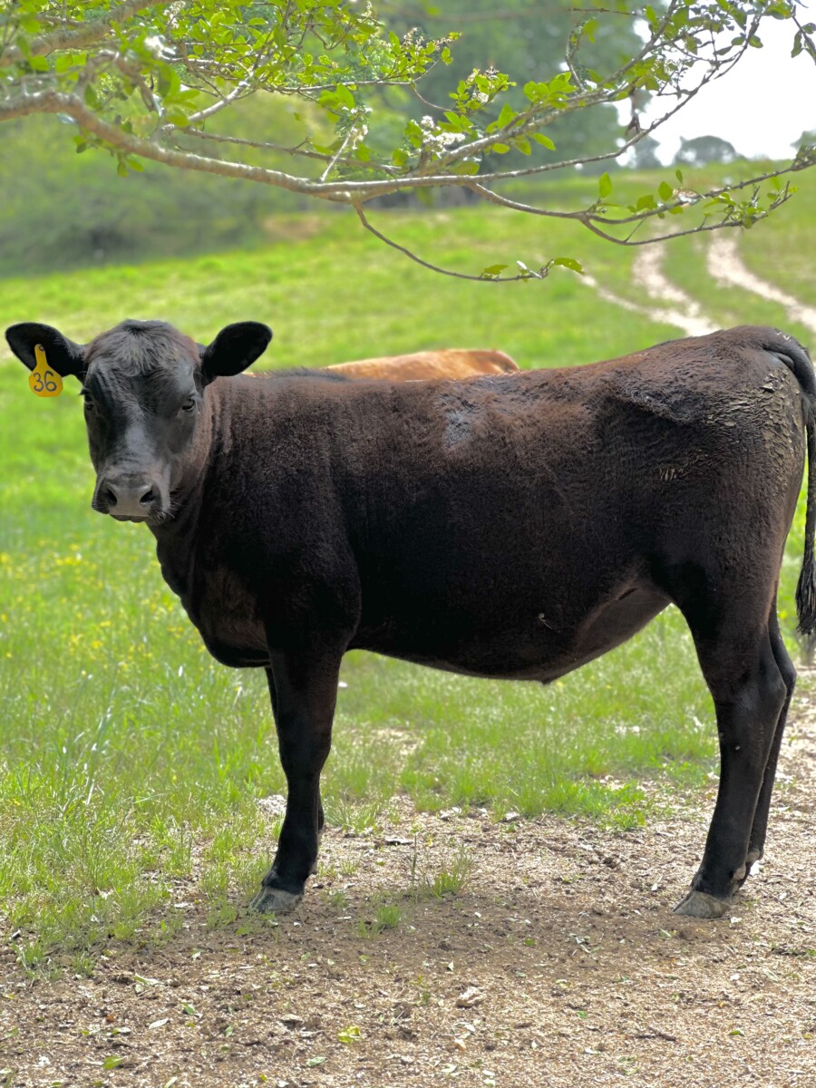 2 Yearling Heifers