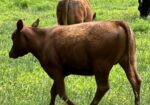 2 Yearling Heifers