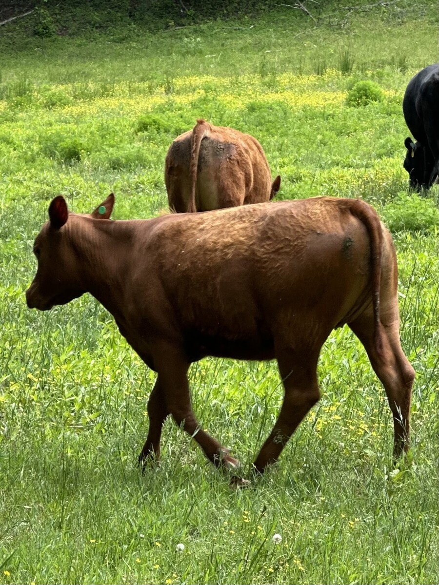 2 Yearling Heifers