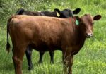 2 Yearling Heifers