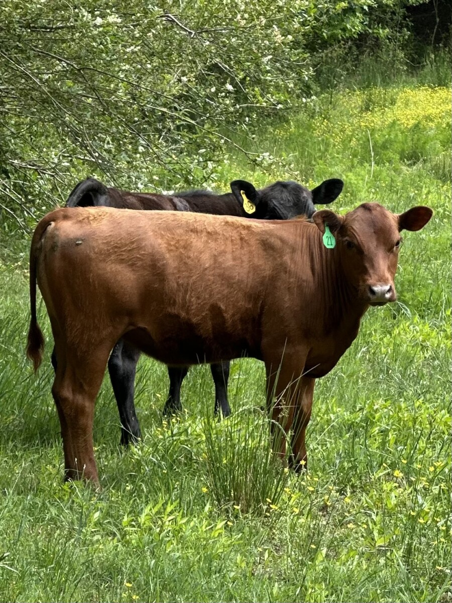 2 Yearling Heifers