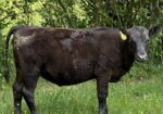 2 Yearling Heifers