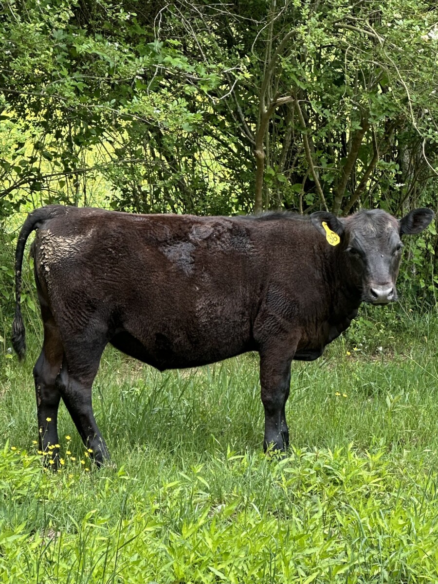 2 Yearling Heifers