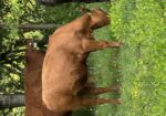 2 Yearling Heifers