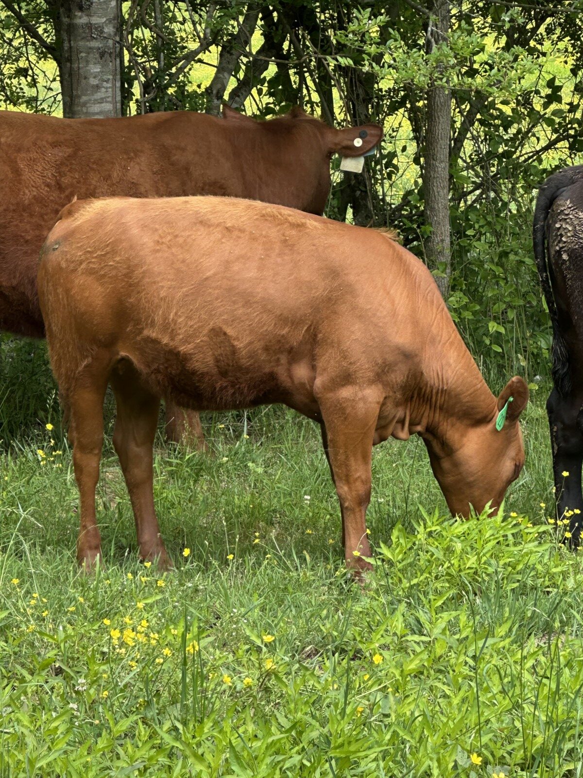 2 Yearling Heifers
