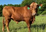 2 year old Full Blood bull for sale