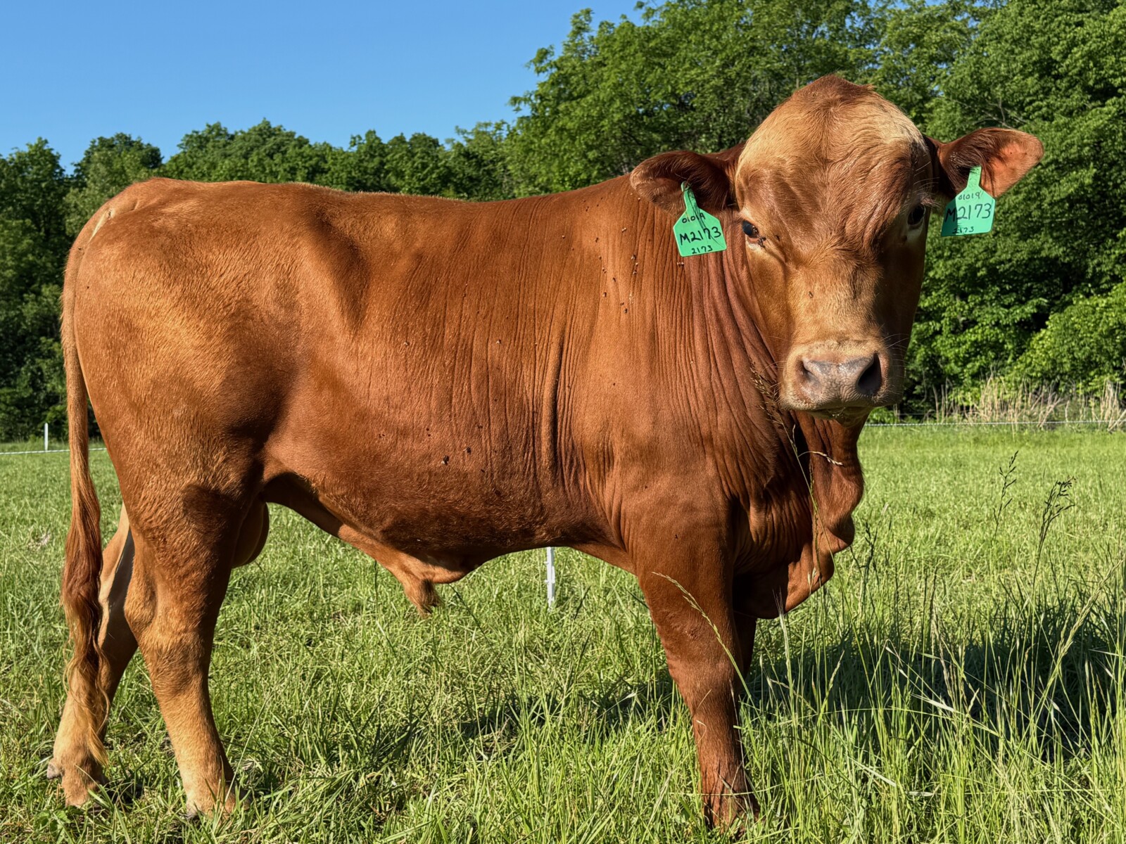 2 year old Full Blood bull for sale