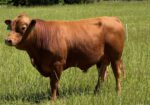 2 year old Full Blood bull for sale
