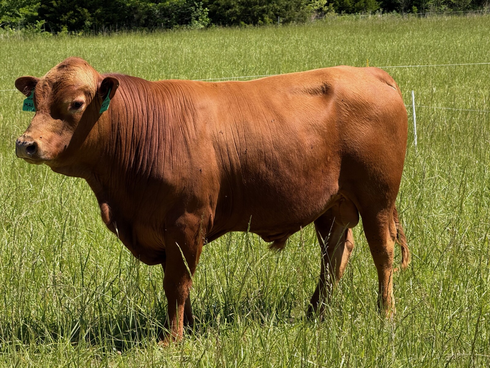 2 year old Full Blood bull for sale