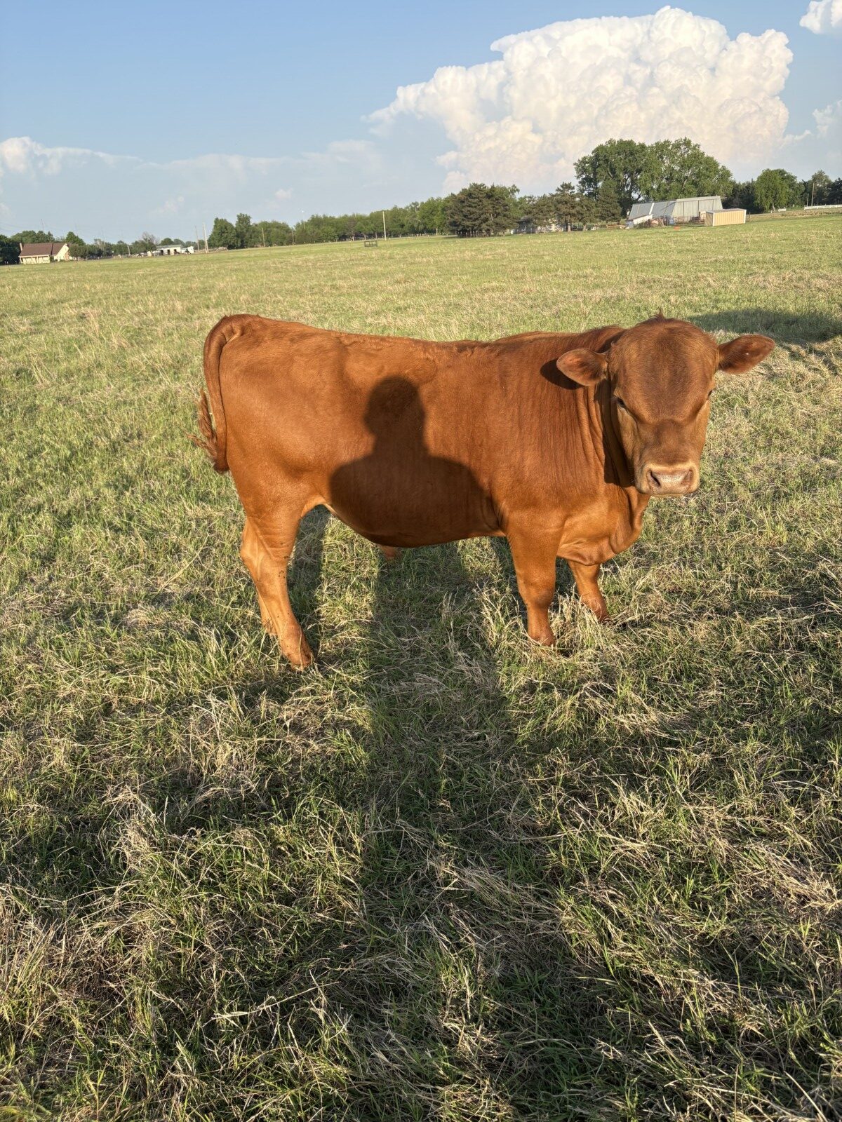 Registered Fullblood Bull