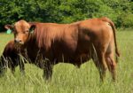 2 year old Full Blood bull for sale