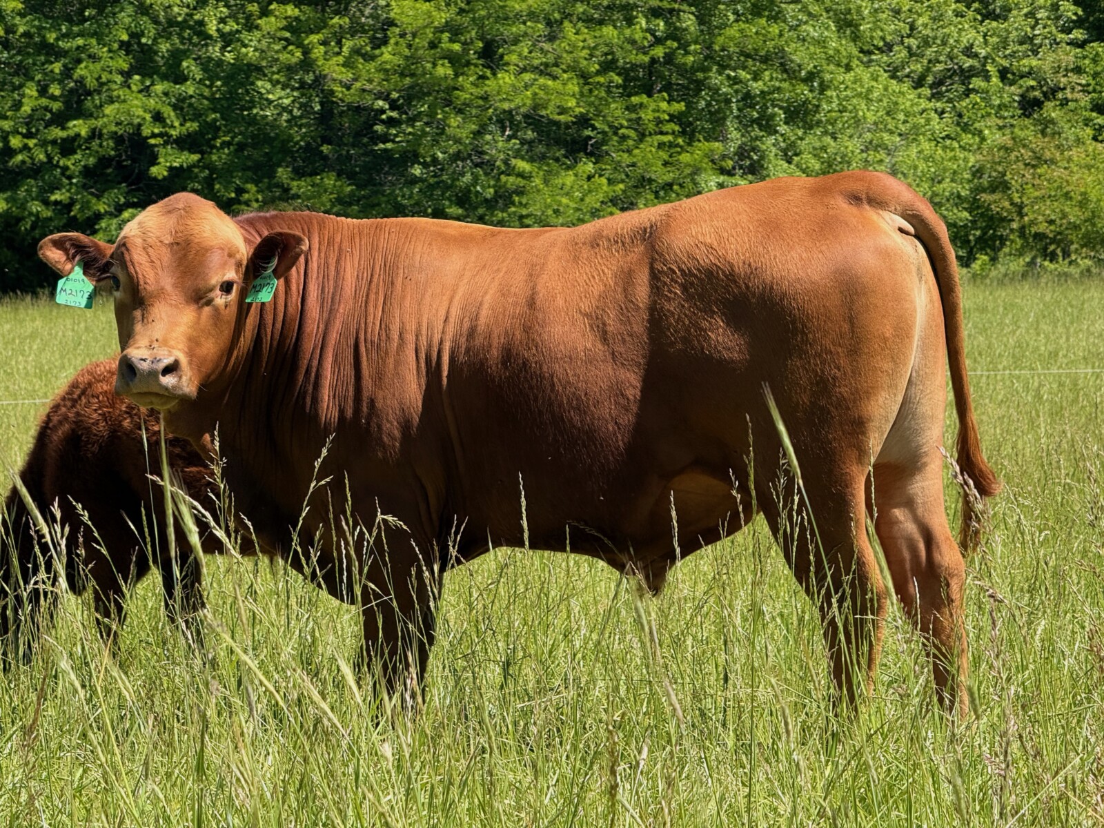 2 year old Full Blood bull for sale