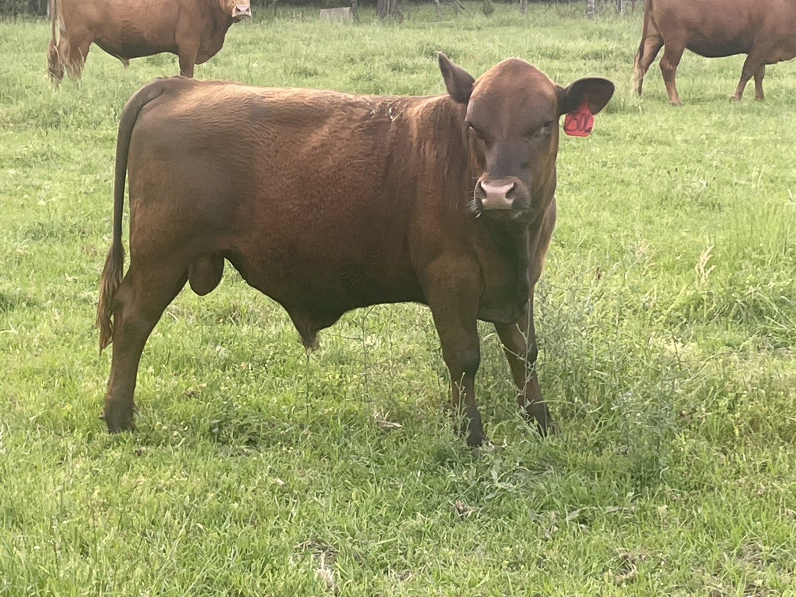 Pureblood Bull