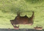 Pureblood Bull