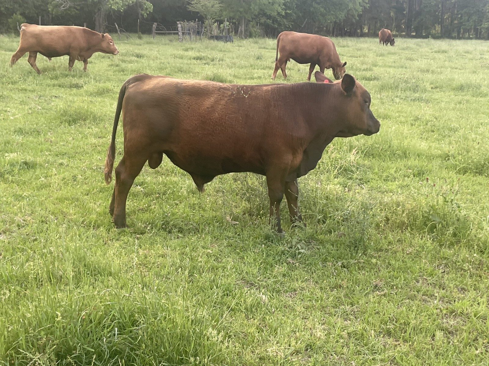 Pureblood Bull