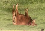 Fullblood bull