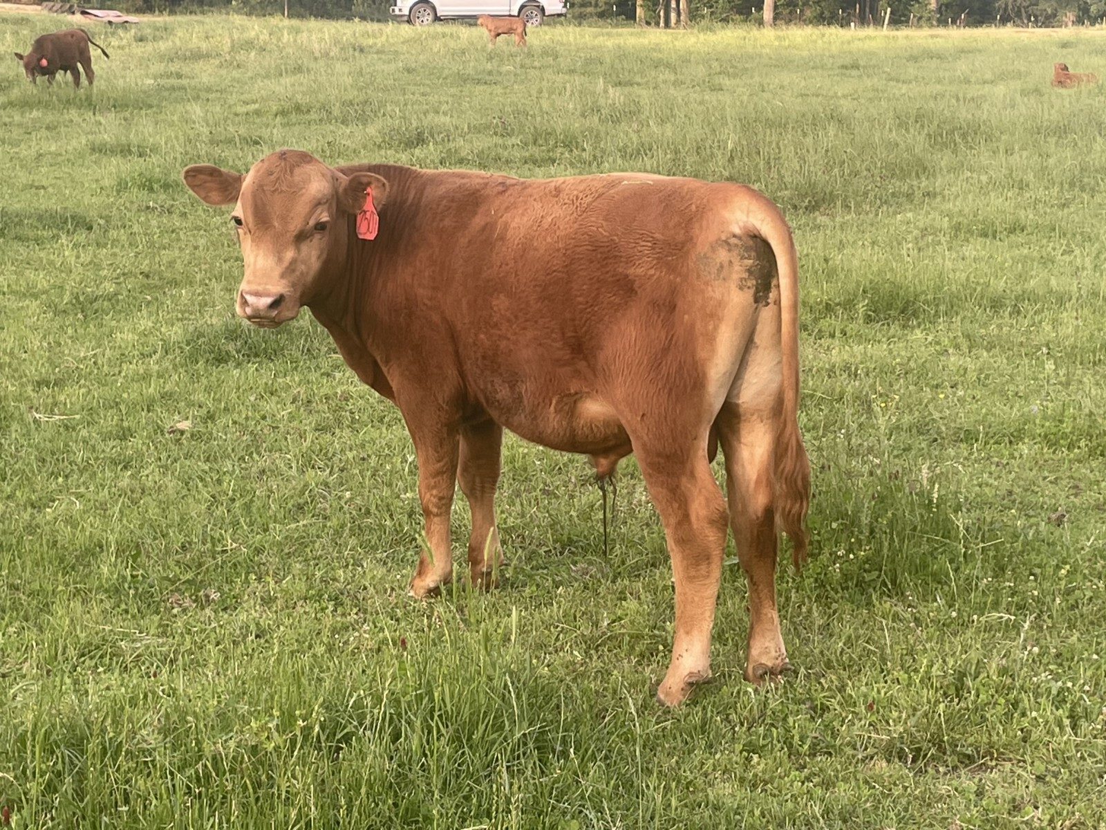 Fullblood bull