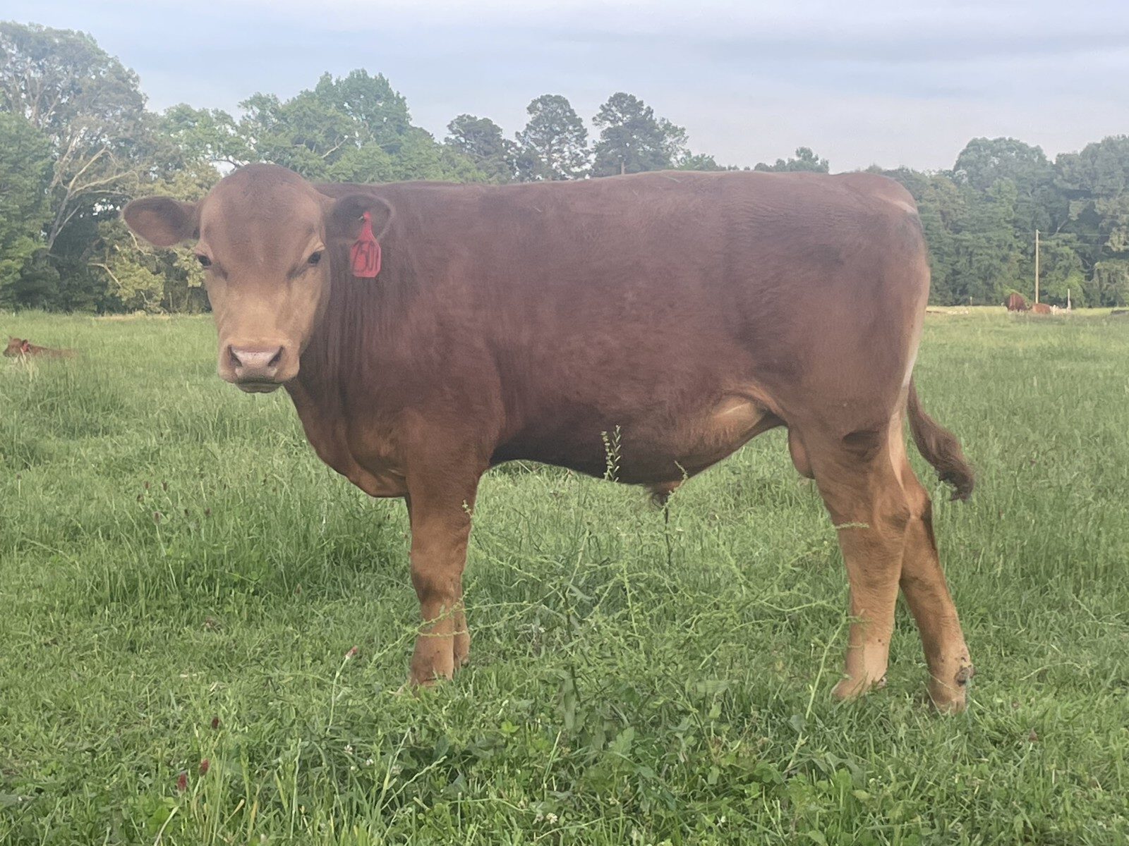 Fullblood bull