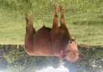 Fullblood bull