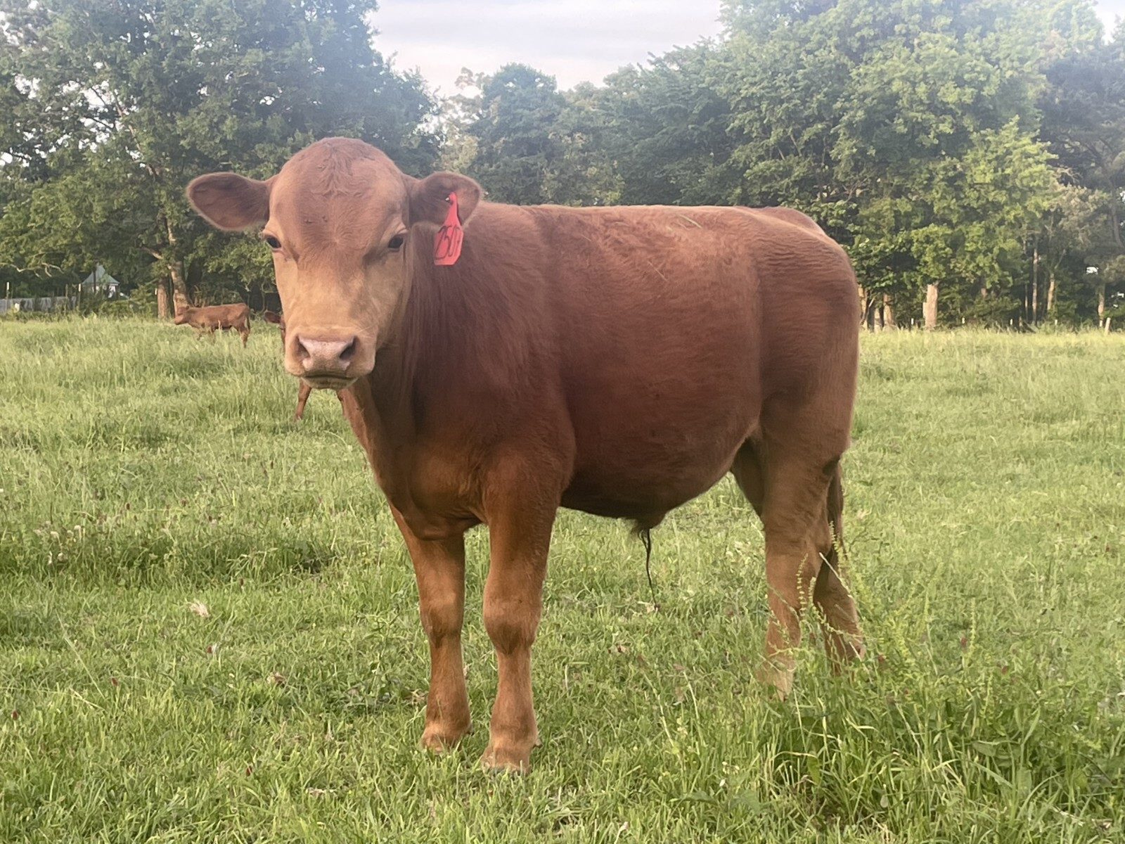 Fullblood bull