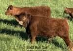 Purebred bull
