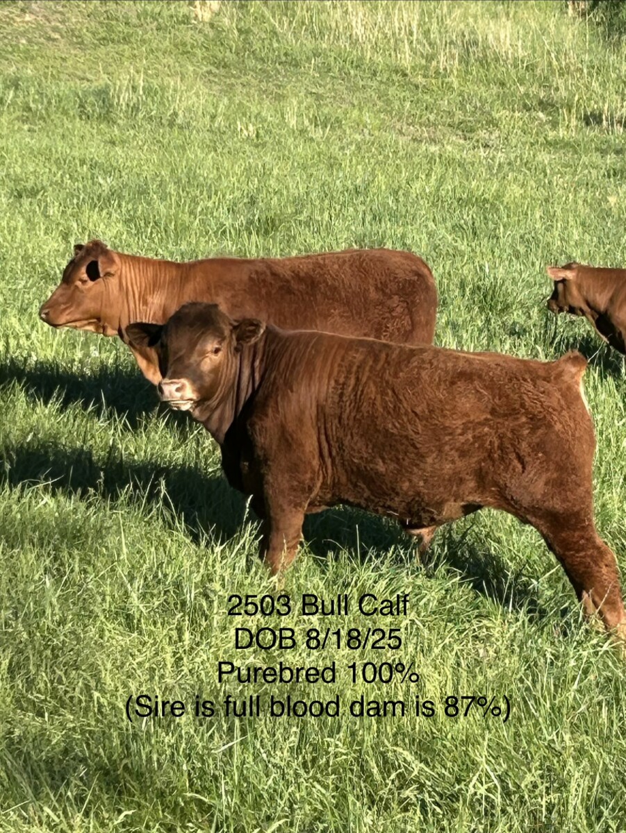 Purebred bull