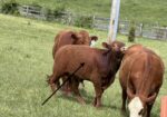 Purebred bull