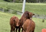 Purebred bull