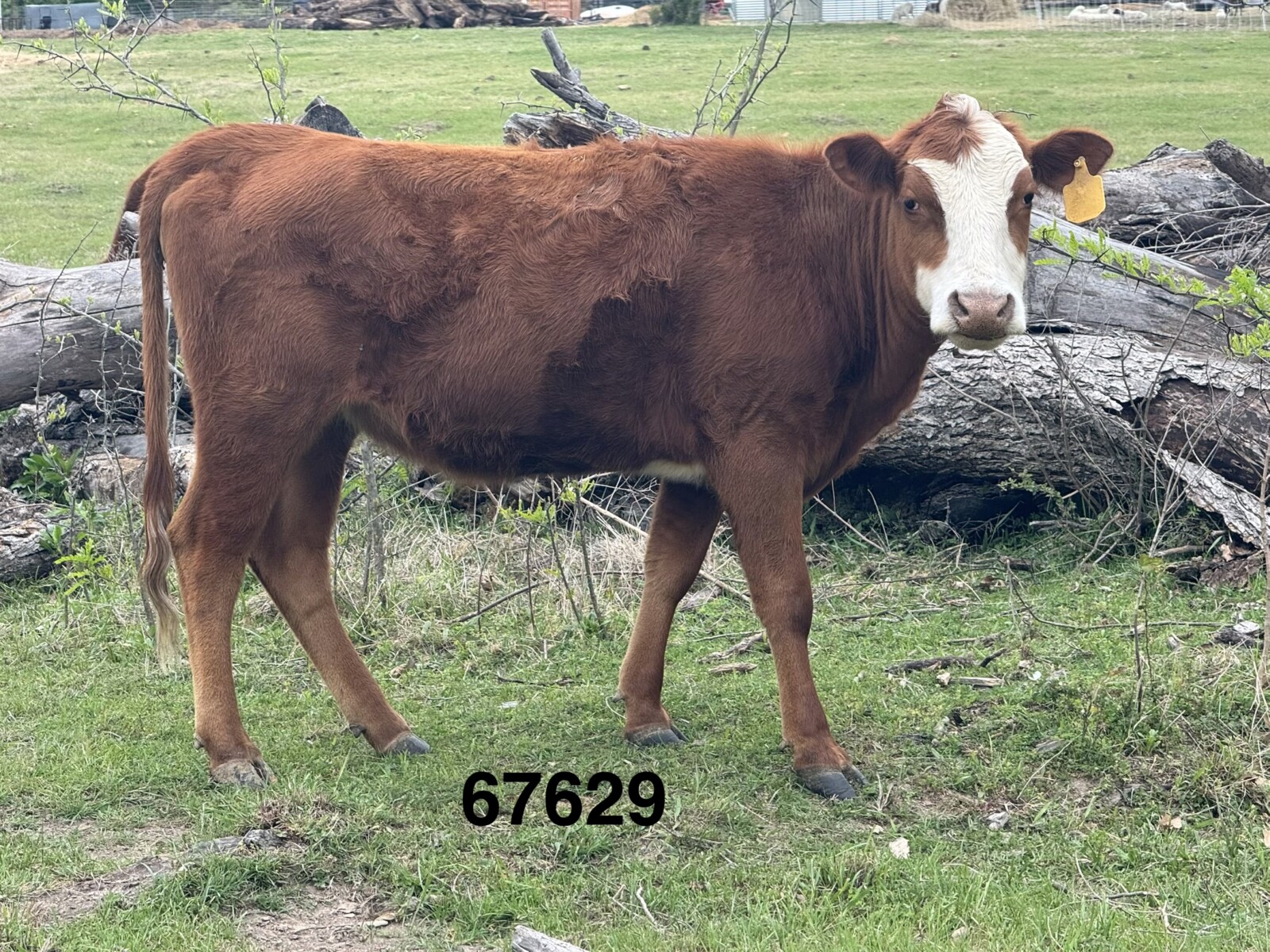 Full Blood Registered South Poll Heifer, DOB 250905, Granddaughter of Otium’s Uno and Great Granddaughter of Chief, Superior Genetics from SVR, BTF and Holiday Ranch