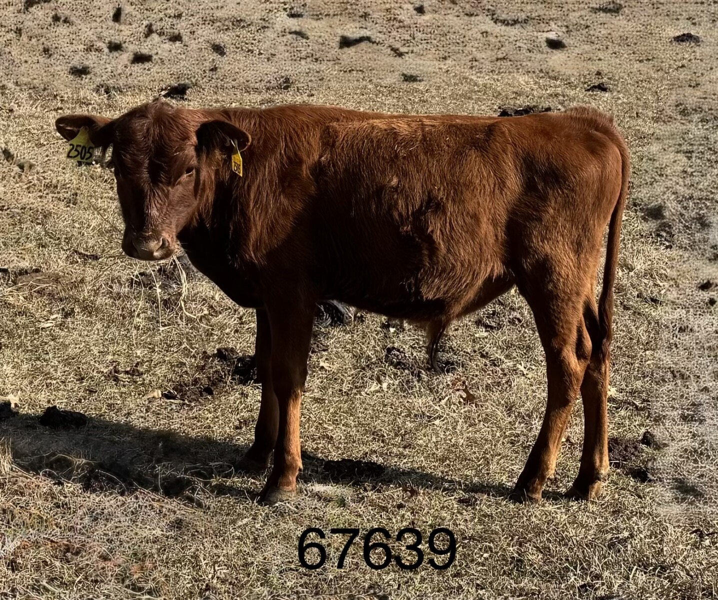Full Blood Registered South Poll Bull, solid red, DOB 250530, Great Grandson of Chief, Superior Genetics from SVR, BTF, and Holiday Ranch