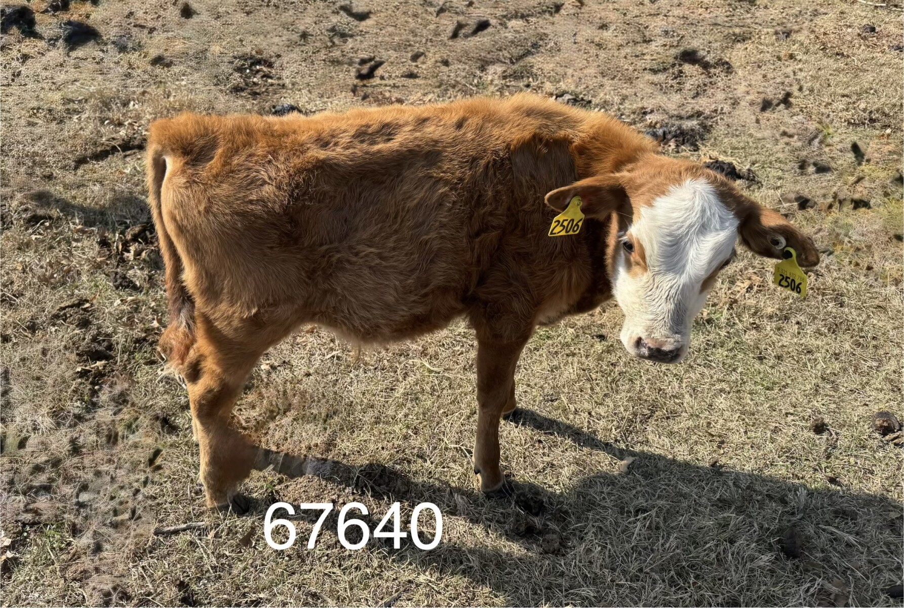 Fullblood Registered South Poll Bull, Red/White face, Superior Genetics from SVR, BTF and Hope Hill Farms