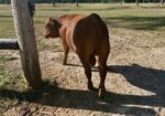 Unregistered | 75% South Poll Bull | 13 Months