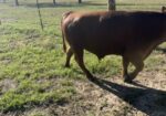 Unregistered | 75% South Poll Bull | 13 Months