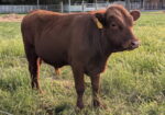 Registered Fullblood Herd Bull Prospect 13 months old “Shultz”