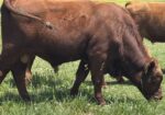 Registered Fullblood Herd Bull Prospect 13 months old “Shultz”