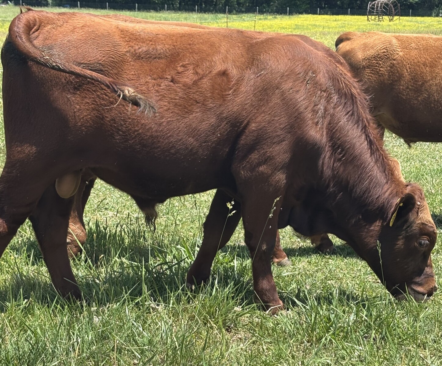 Registered Fullblood Herd Bull Prospect 13 months old “Shultz”