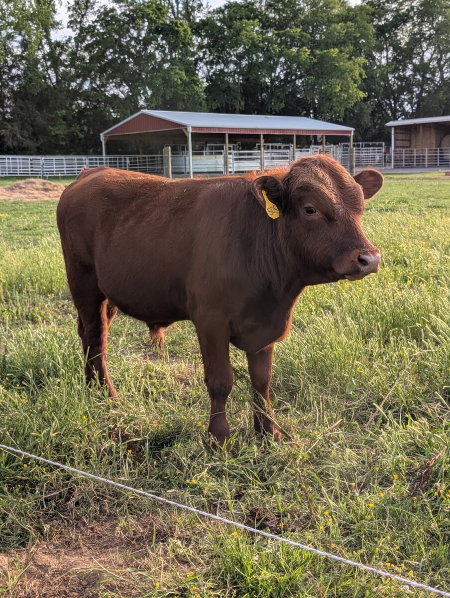 Registered Fullblood Herd Bull Prospect 13 months old “Shultz”
