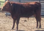Register Purebred Bull in Kansas