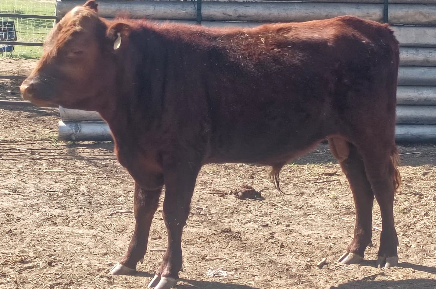 Register Purebred Bull in Kansas