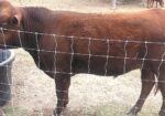 Register Purebred Bull in Kansas
