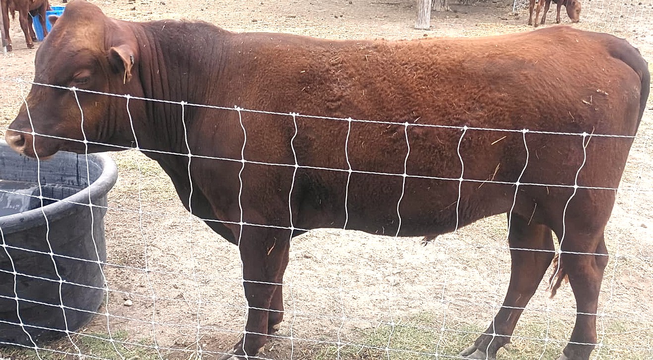 Register Purebred Bull in Kansas