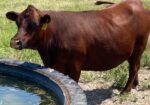 Register Purebred Bull in Kansas