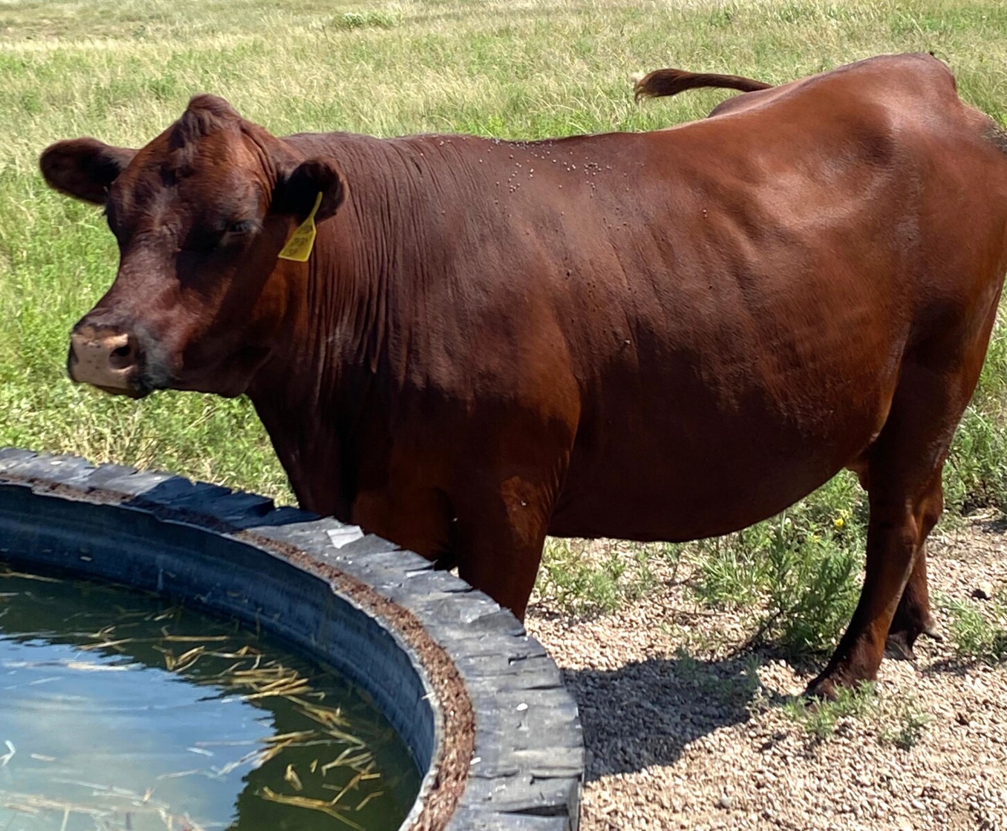 Register Purebred Bull in Kansas