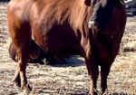 Register Purebred Bull in Kansas