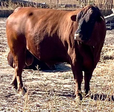 Register Purebred Bull in Kansas