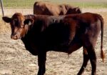 Register Purebred Bull in Kansas