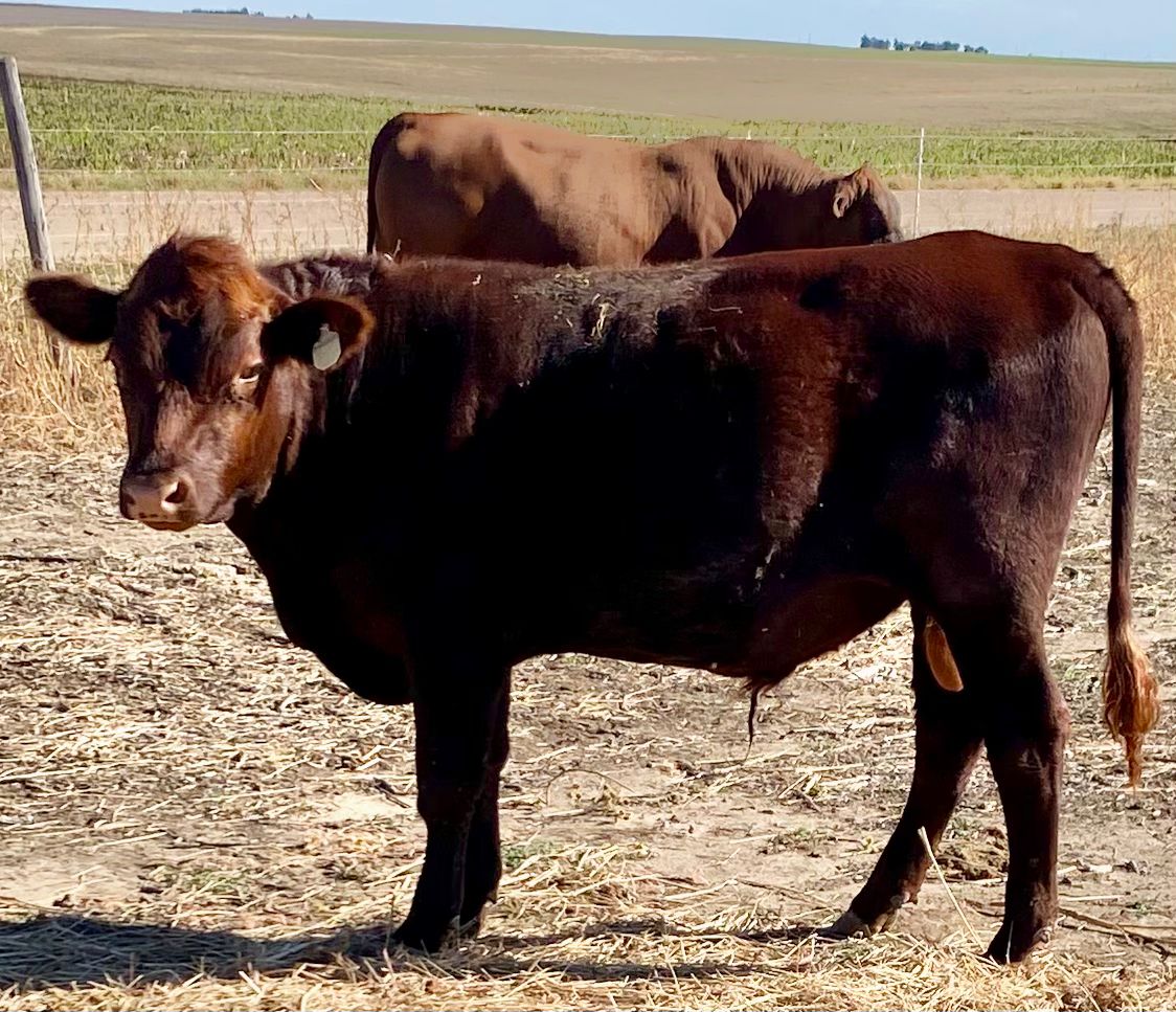 Register Purebred Bull in Kansas
