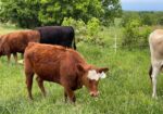 4 yearling heifers