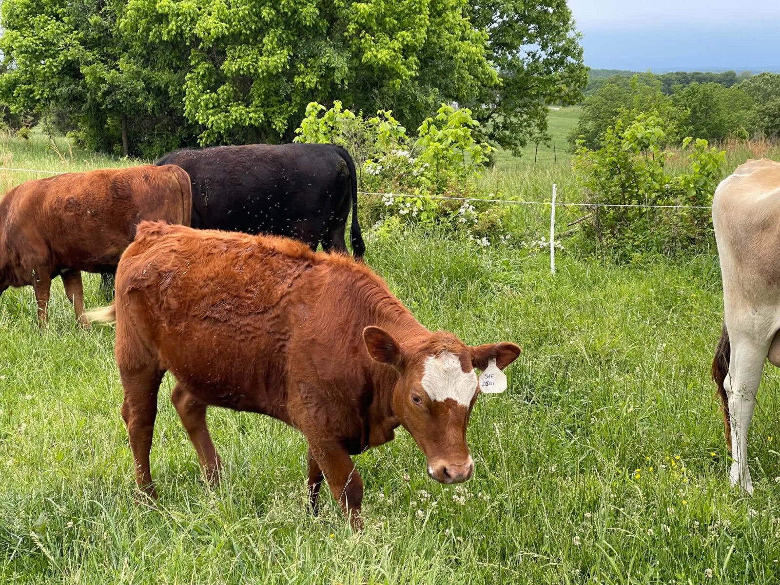 4 yearling heifers
