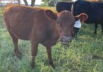 4 yearling heifers